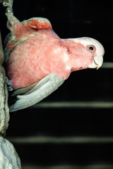 Galah