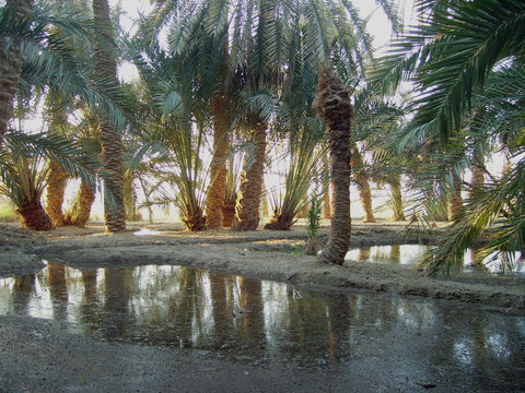 Egypte, Oasis de Siwa