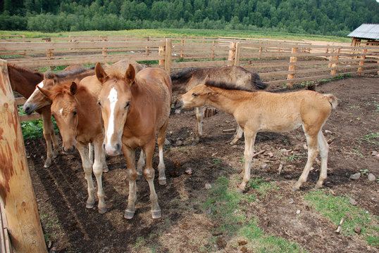 Little foals on a farm in Bashkiria.
