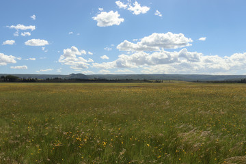 Obraz premium green golden fields