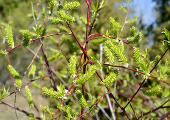 The flowering willow is sharp (Salix acutifolia Willd.) © vodolej