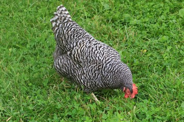 Backyard Urban Chicken (Gallus gallus domesticus)