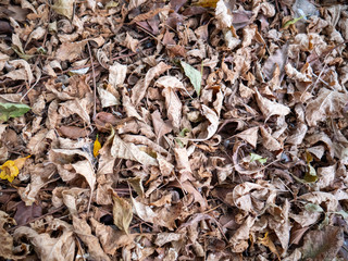 Dry leaves on the ground