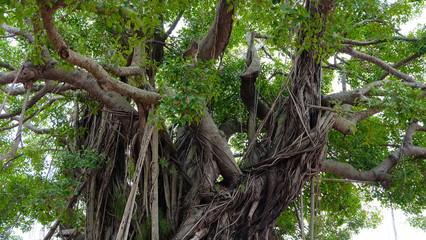 A giant tree with thick branches surrounded with creeping vines.