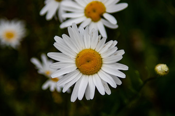 daisy close up