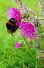 Hummel saugt Blütennektar aus lila Blüte