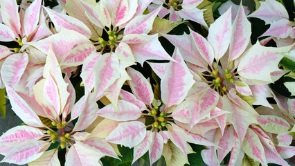 Close up bi-color poinsettia with white petals and pink patches in the middle of the flower petals.