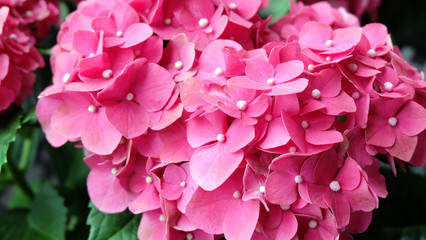 Closeup of beautiful pink hydrangea flowers in full bloom.