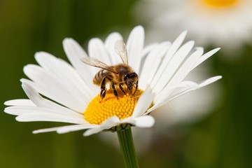 abeille ou abeille sur fleur blanche de marguerite commune