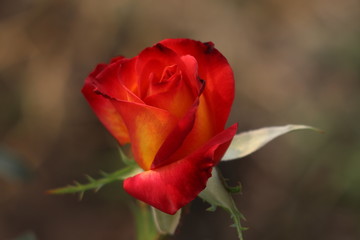 multi colour rose