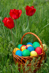 Colored eggs and tulips front view, Copy space, place for text. Multi-colored Easter eggs lie in a wicker rattan basket, which stands in tall green grass under growing tulips.