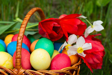 Easter. Eggs and flowers close-up, front view, Copy space, place for text. Multi-colored Easter eggs and a bouquet of fresh flowers lie in a wicker rattan basket, which stands in tall green grass.