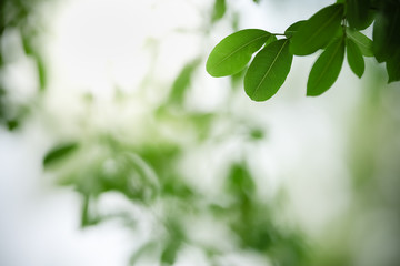 Close up beautiful nature view green leaf on blurred greenery background under sunlight with bokeh and copy space using as background natural plants landscape, ecology wallpaper concept.