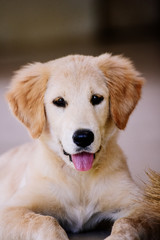 Labrador retriever dog puppy sitting and waiting for food With hope.