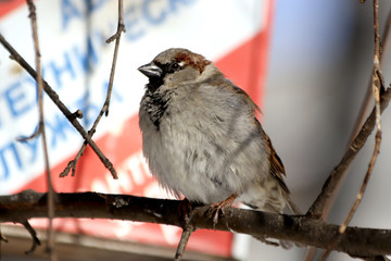sparrow on branch