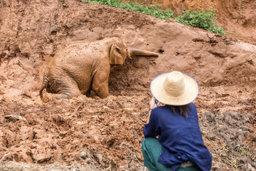 Obraz premium elephant living in red mud 