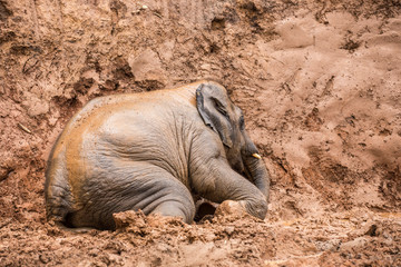 elephant enjoy playing red mud