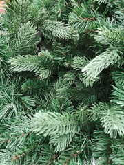 Green branches of spruce. The symbol of the new year