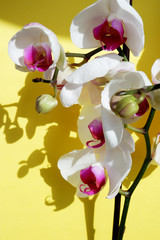 Obraz na płótnie Canvas White orchid on a sunny yellow background with contrasting shadows. Nature concept, spring concept