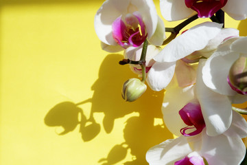 White orchid on a sunny yellow background with contrasting shadows. Sunny day. Trendy Shadow Concept
