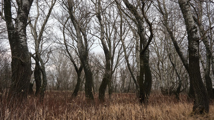 Fototapeta na wymiar Birch trees among filed of goldenrod.