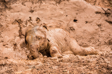 Obraz premium baby elephant is playing in a red mud ground