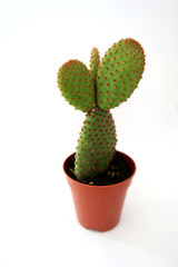 Small green cactus in its pot, green with small pink spikes, oval in shape. On a white background