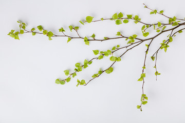 Birch tree branch with fresh leaves in spring