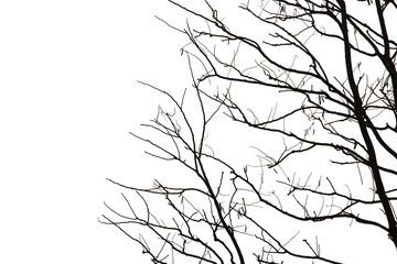 Dead branches , Silhouette dead tree or dry tree  on white background. Save with clipping path.