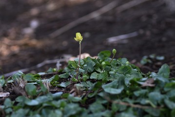 Ranunculus ficaria prefers shade and has yellow and white flowers in early spring.
