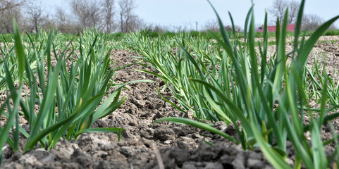 Fototapeta premium Garlic grows in the open ground
