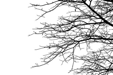 Dead branches , Silhouette dead tree or dry tree  on white background. Save with clipping path.