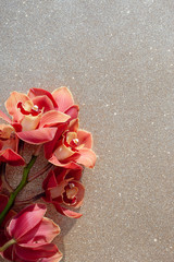 Beautiful bunch of brown orchids on sparkling background. Cymbidium named Victoria. Flower...