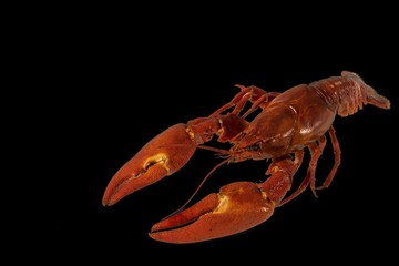 Close up view of crayfish isolated on black background. Beautiful healthy food background.