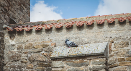 pigeon sleeping on the stone wall of a church