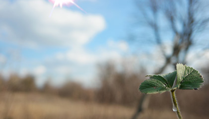  green sprout  on a background of blue sky with white clouds and the rays of the bright sun