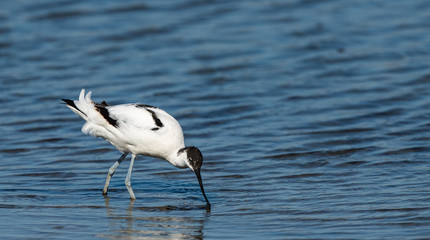 avocette élégante