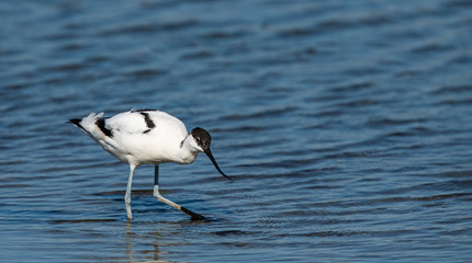 avocette élégante