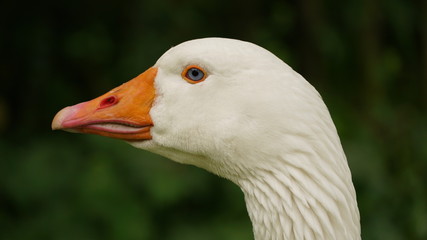 closeup of a white goose (Lippegans) on green background