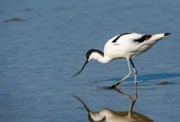 avocette élégante