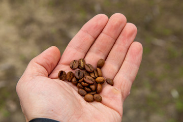 Coffee beans in male hand
