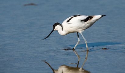 avocette élégante