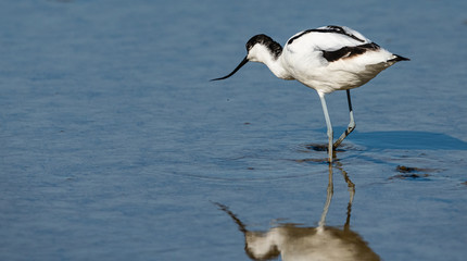 avocette élégante