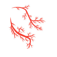 humans arteries and veins