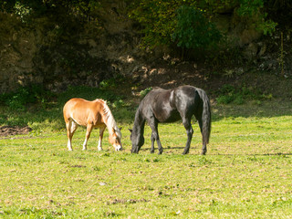Naklejka na ściany i meble A brown horse and a black horse grazing in a mountain meadow