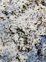 Melted snow in the spring with brown leaves, spring in March.Dirty snow.Little snow on the ground.Spring in the countryside.Dirty foliage.Wet earth