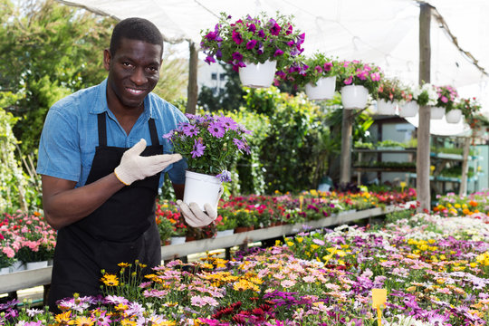 African American florist working in sunny greenhouse