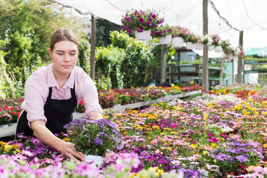 Florist woman working in greenhouse