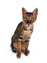 Cute F6 Savannah cat sitting up straight facing front. Looking at camera with green eyes and  one paw lifted.. Isolated on white background.