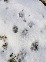 Different animal tracks on the melting snow in the spring. Thin layer of snow.
